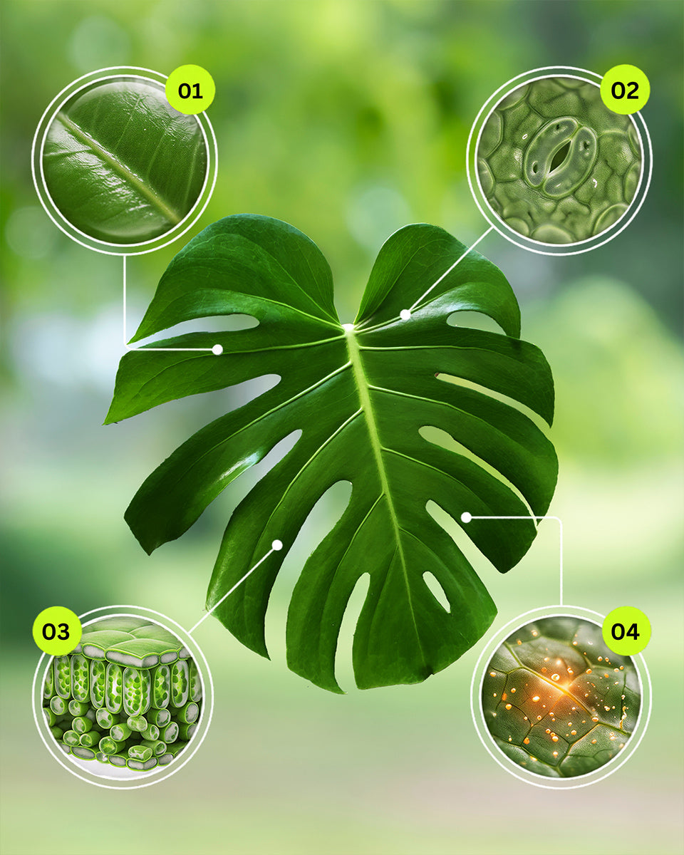 Stress at the leaf level