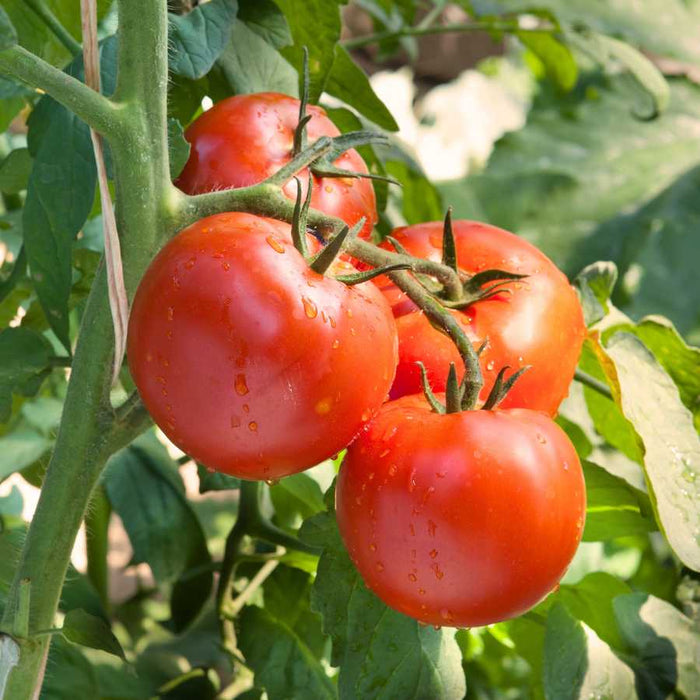 Plant image