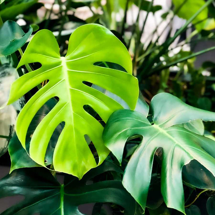 Plant image