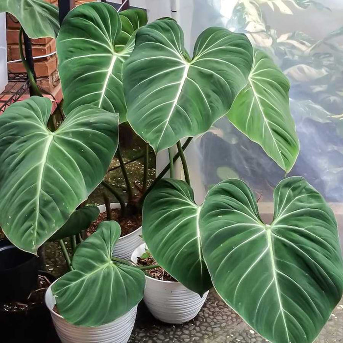 Plant image