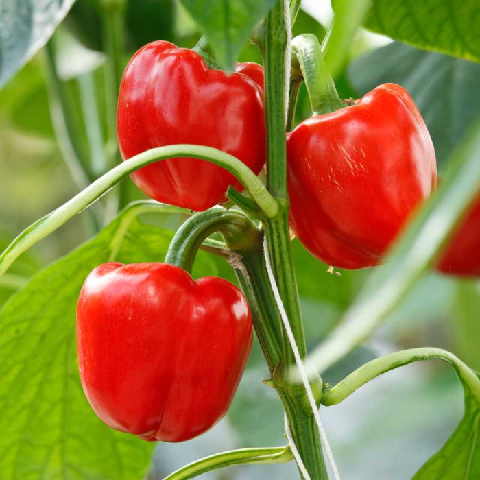 Plant image