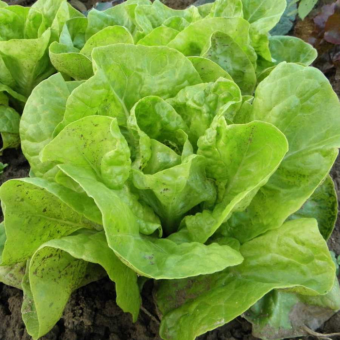Plant image