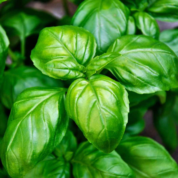 Plant image