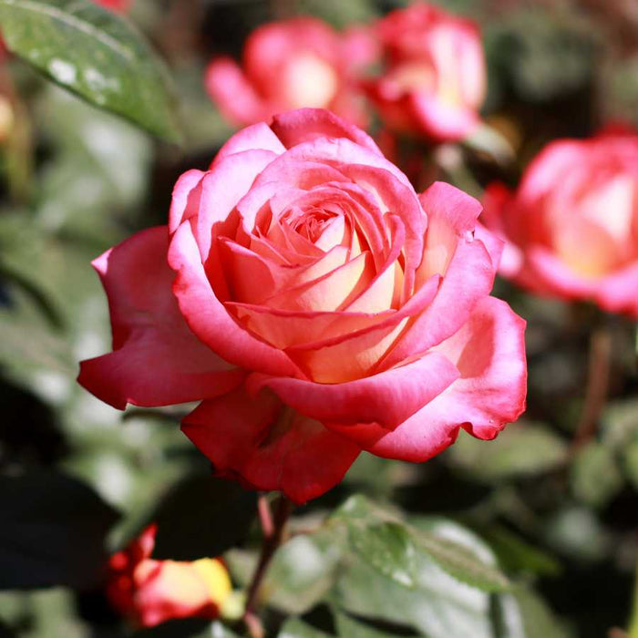 Plant image
