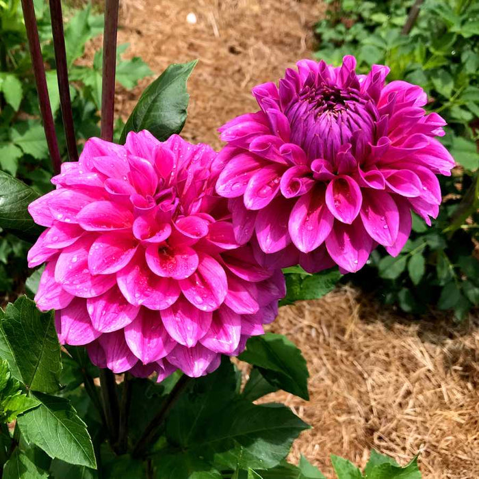 Plant image