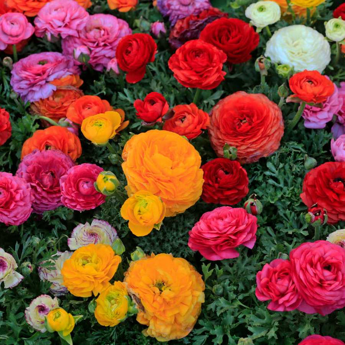 Plant image