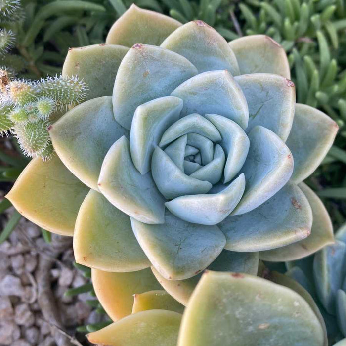Plant image