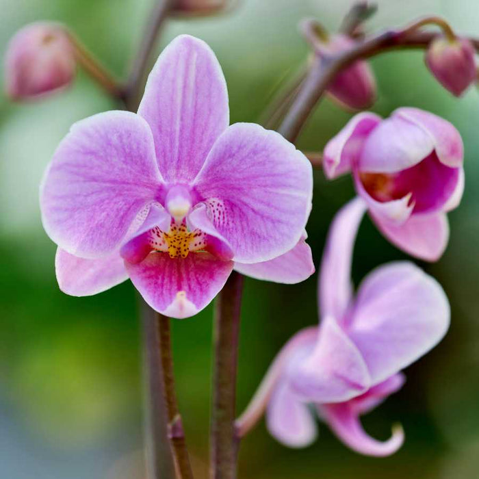 Plant image