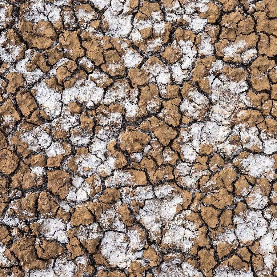 Salinity Stress