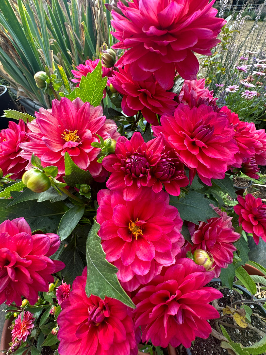 red flowers