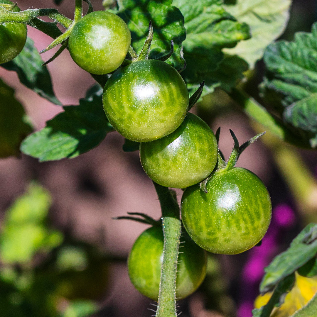 Green Tomatoes